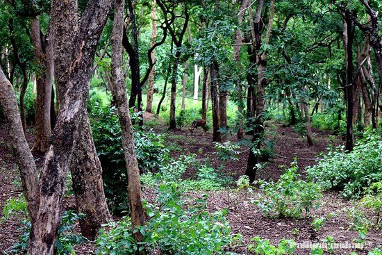 Sandalwood Forest